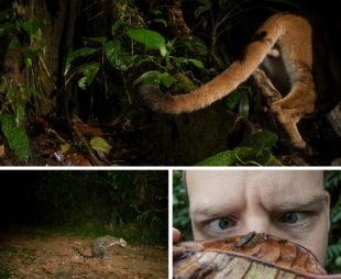 collage of wildlife