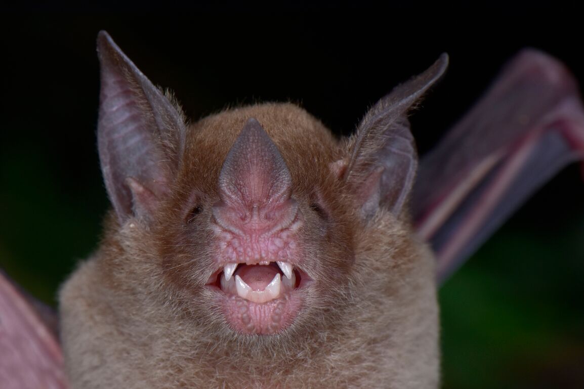 Newly rediscovered Pale-faced Bat in Honduras