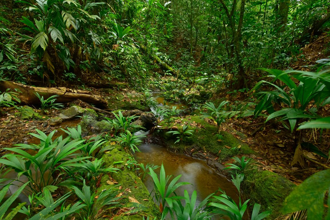 Ciudad del Jaguar area in Moskitia rainforest, Honduras