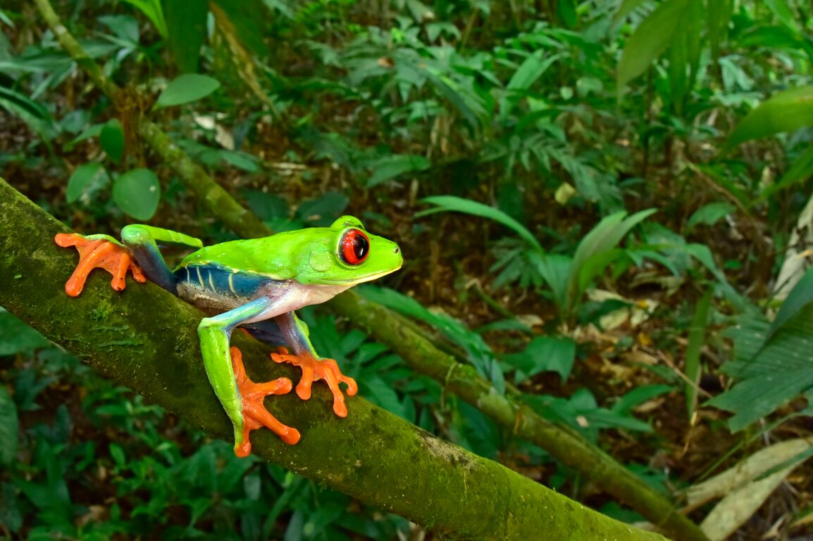 Red-eyed Tree Frog in Moskitia Forest, Honduras