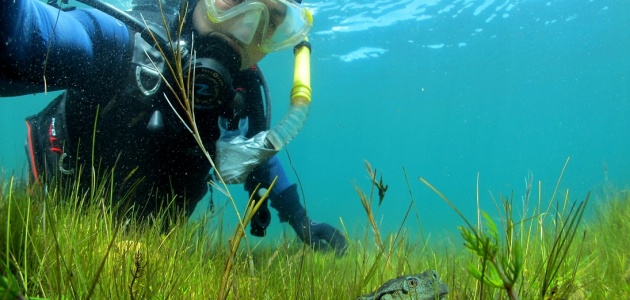 diver underwater