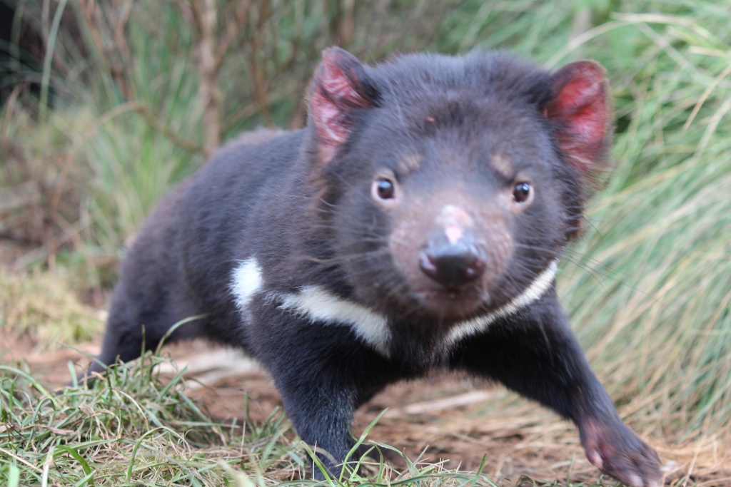 Tasmanian devil