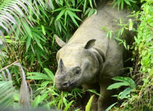 Javan Rhinoceros