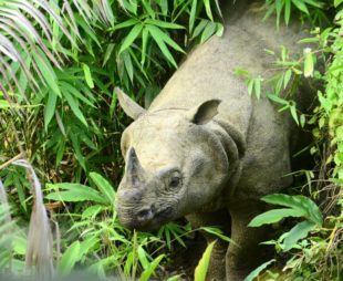 Javan Rhinoceros