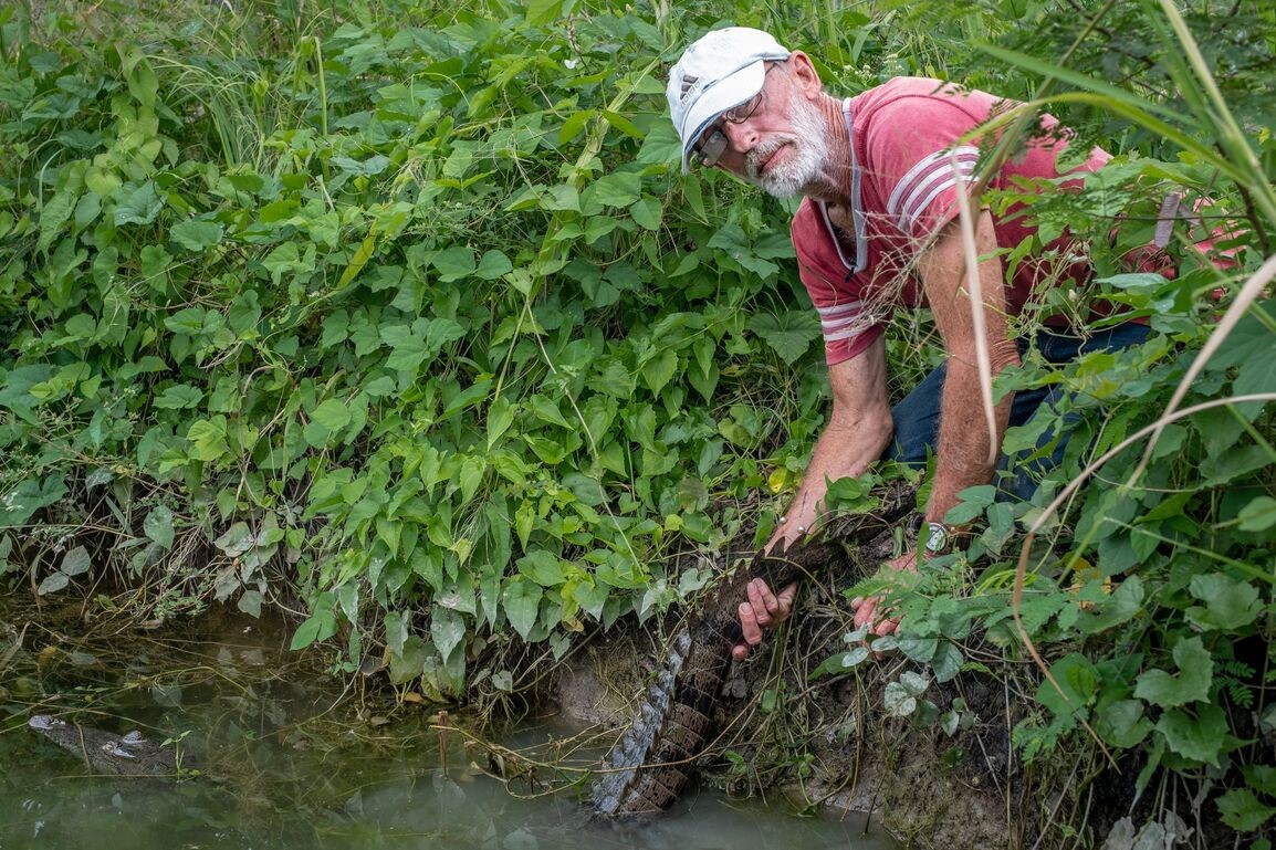 Lawrence holds crocodile tail