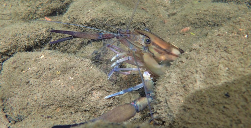 Bigclaw River Shrimp
