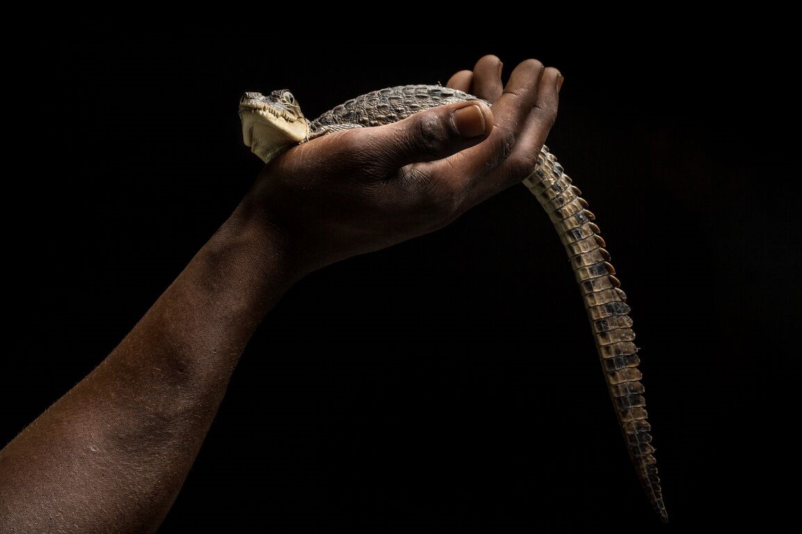 Man holding baby crocodile in hand