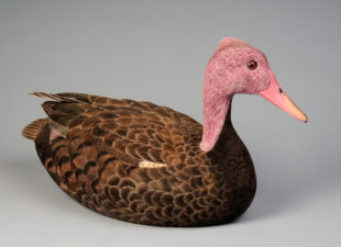 Pink-headed duck