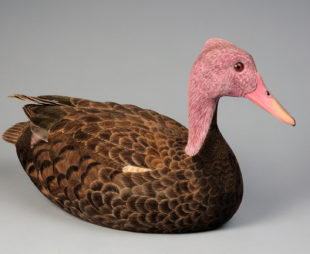 Pink-headed duck