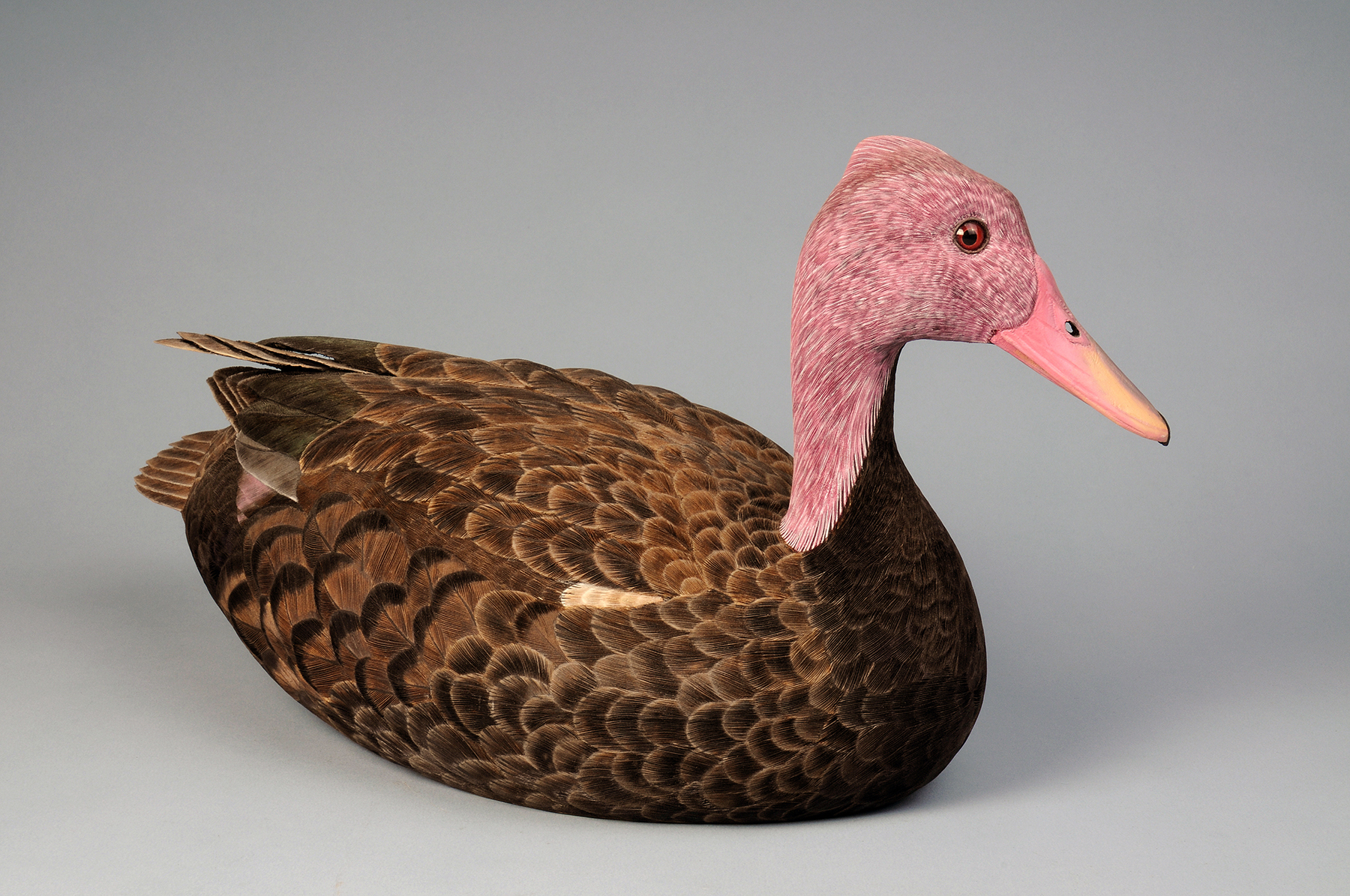 Pink-headed duck