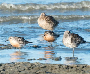red knot in california