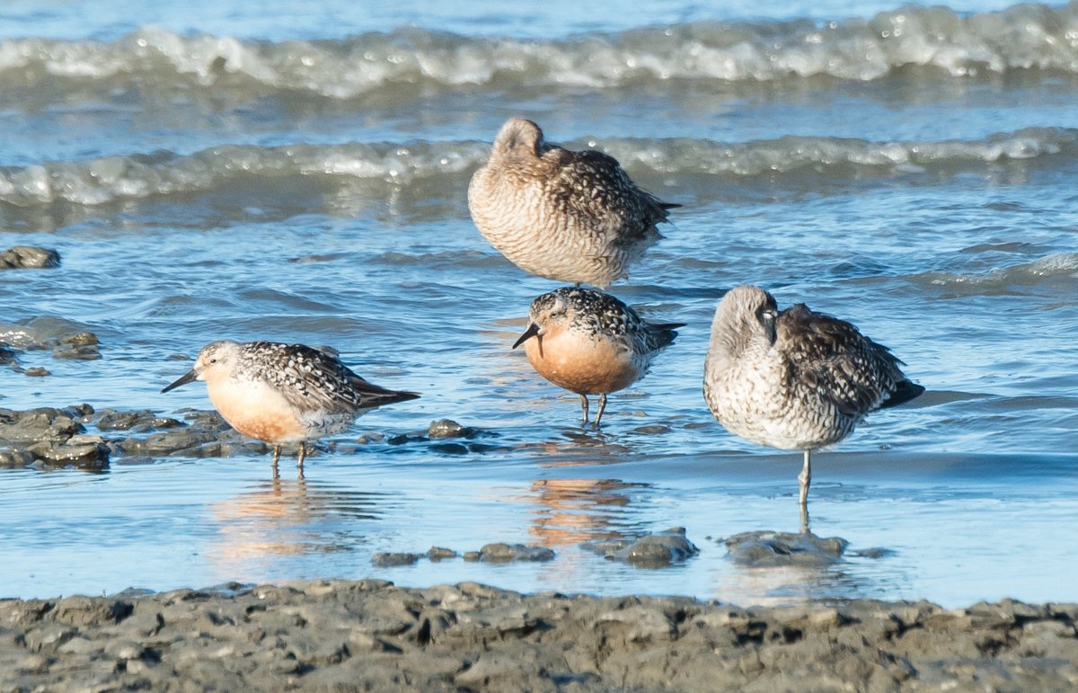 red knot in california