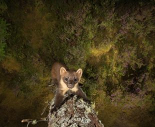 Pine Marten on a tree