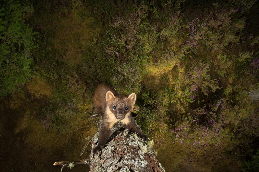 Pine Marten on a tree