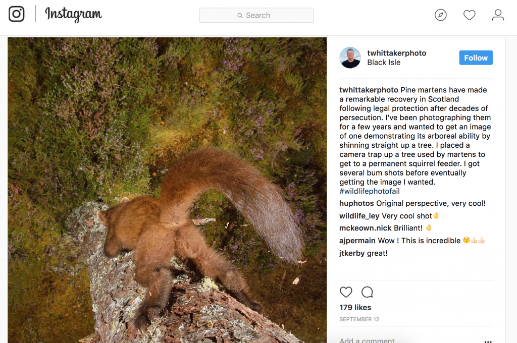 Pine Marten shinning a tree