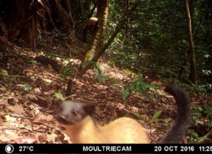 Yellow-Throated-Marten