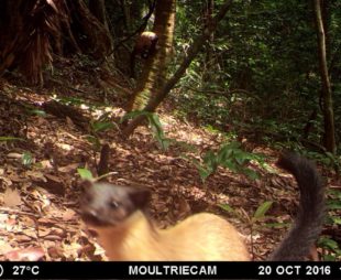 Yellow-Throated-Marten