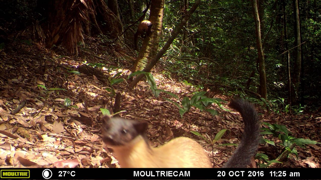 Yellow-Throated-Marten