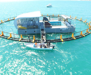 Floating sea pen for vaquitas