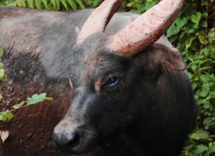 Tamaraw close-up photo