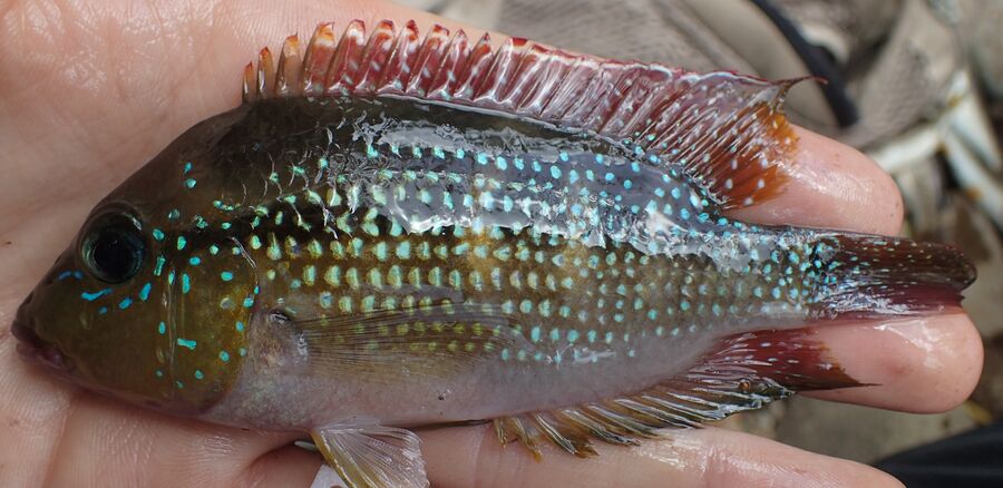 Fish common to the Indian River, affected by pesticides