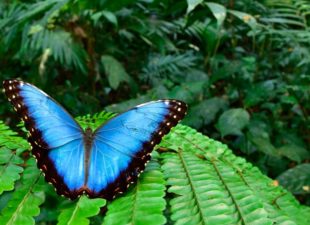 Morpho Butterfly in Moskitia rainforest