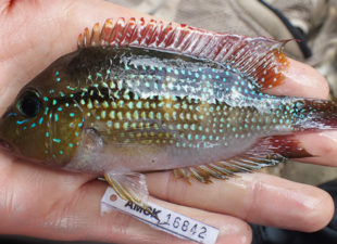 Fish affected by fishing with pesticides in the Indio Maiz Biological Reserve