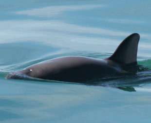 vaquita