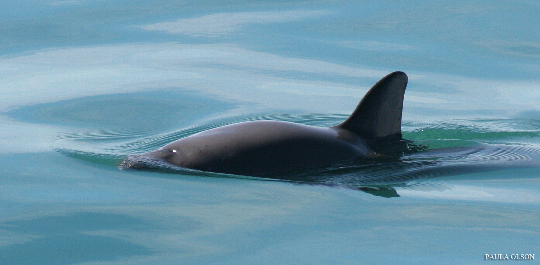 vaquita