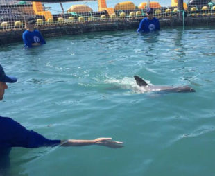 vaquita in water