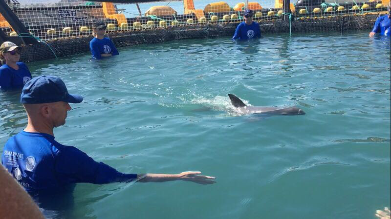 vaquita in water