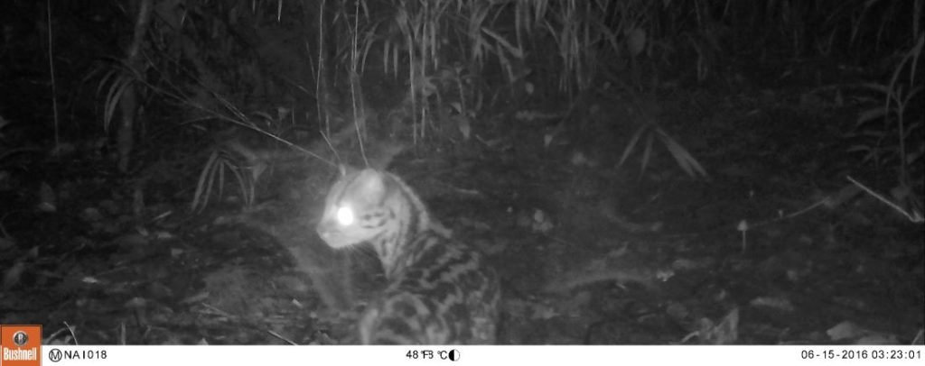 Tigrina camera trap in Costa Rica