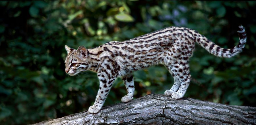 Blog - Global Wildlife Conservation