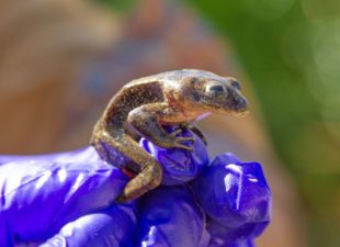 Rescued Loa Water Frog
