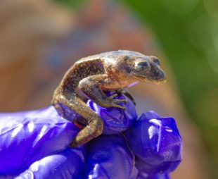 Rescued Loa Water Frog