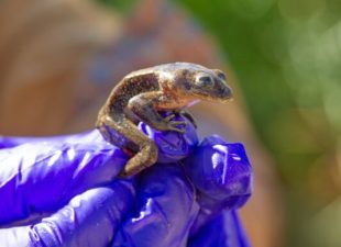Rescued Loa Water Frog in Chile