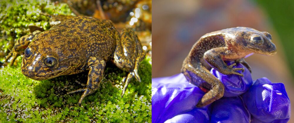 Before and After Loa Water Frog