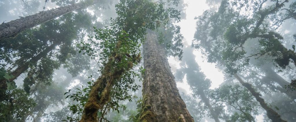 Costa Rica Rainforest