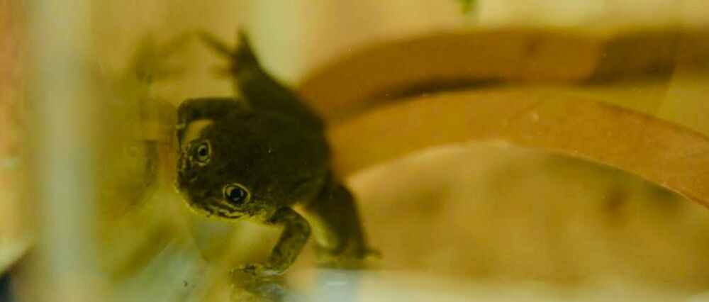 Rescued Loa Water Frog at the National Zoo of Chile
