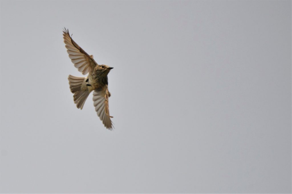 Flychatcher bird in flight