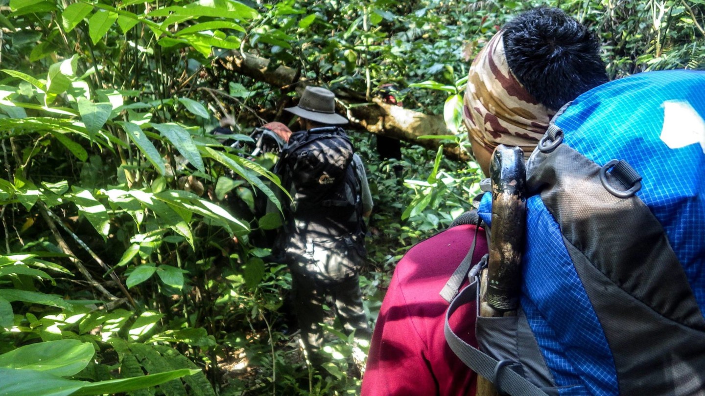 People trekking through forestry