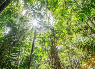 Rainforest of Cocobolo Nature Reserve, Panama