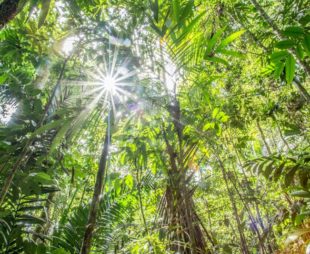 Rainforest of Cocobolo Nature Reserve, Panama