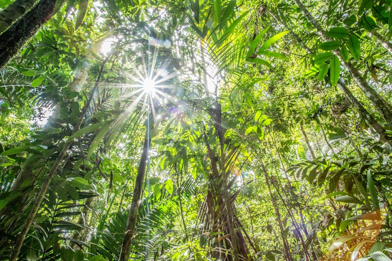 Rainforest of Cocobolo Nature Reserve, Panama