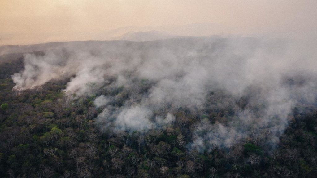 Canopy view of the wildfires