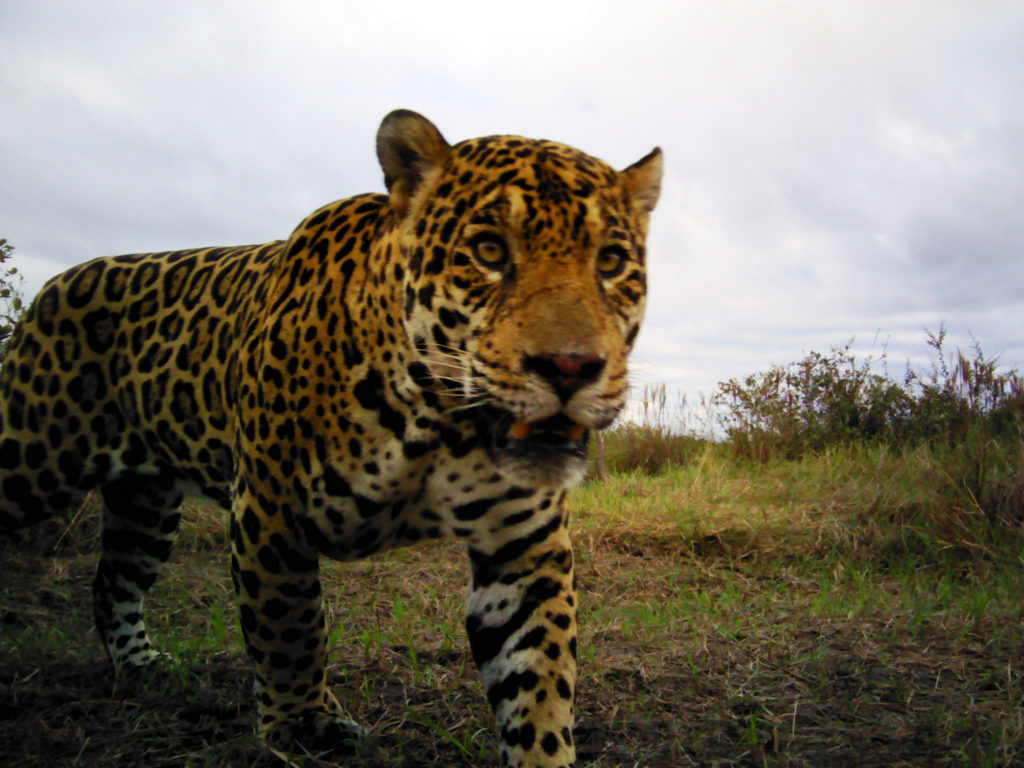 Jaguar in Bolivia