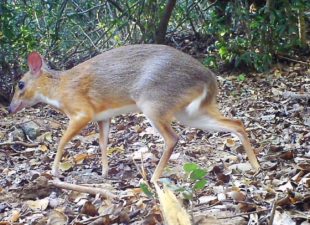 Rediscovered Silver-backed Chevrotain in Vietnam