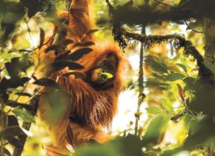 Tapanuli Orangutan