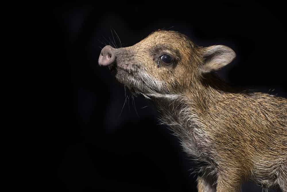 Wildlife rescue in Bolivia, including this White-lipped Peccary