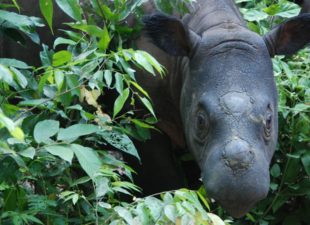 Sumatran Rhino